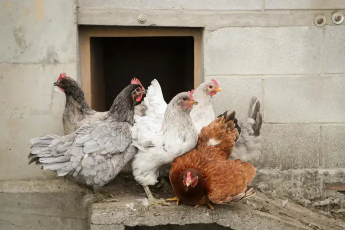El Gobierno extiende el confinamiento de aves a todas las granjas españolas por gripe aviar