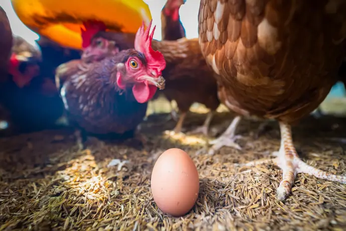 El costo de los huevos aumenta un 22% interanual: ¿es la gripe aviar la responsable?